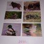 Стари календарчета от 1987г., 2011 г., 2013 г. и 2015 г. с животни, птици и риби, снимка 5