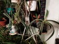Американско пъстро Агаве (Agave americana variegata) или Столетник с пъстри листа, снимка 8