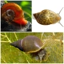 Охлюви за аквариум или градинско езерце - Planorbis planorbis, Lymnaea stagnalis, Physella acuta, снимка 1