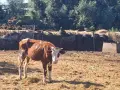 Продавам крави, юници и телета , снимка 14