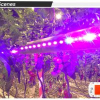  Растеж на растенията LED плочка за монтаж фито лампа 10 вата 20 вата 30 вата 50 вата 220 волта, снимка 16 - Оранжерии - 31573963