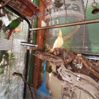 Ръчно хранени папагали , снимка 9 - Папагали - 42201345