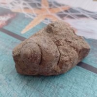 вкаменелост от остров Лансароте, снимка 2 - Колекции - 40773739