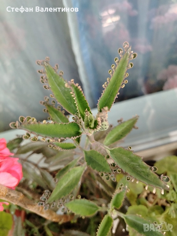 Каланхое Дегремонтиана , снимка 1