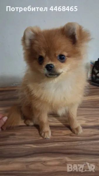 Немски шпиц-померан (Kennel little pom paws), снимка 1