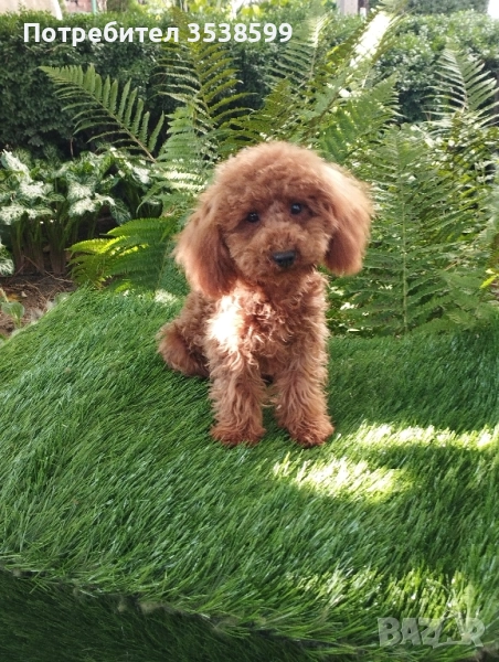 Мини и Той Пудел., снимка 1