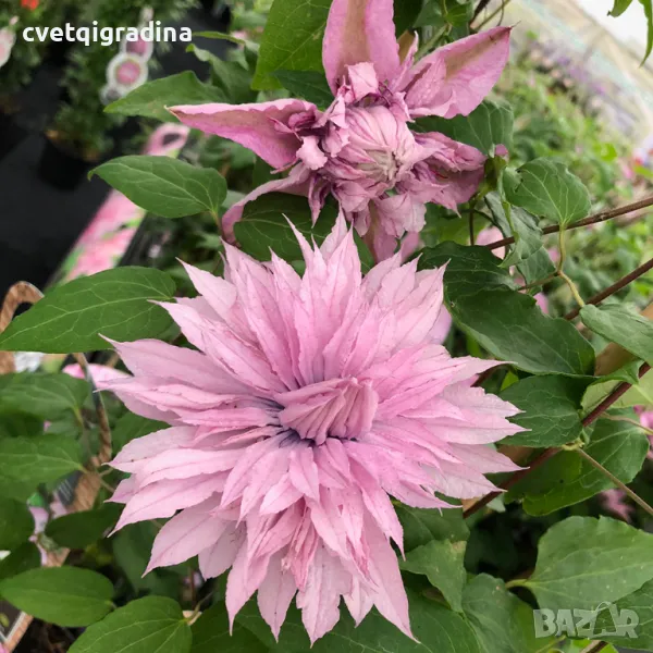 Clematis ‘Multi Pink’ (Клематис Мулти Пинк), снимка 1