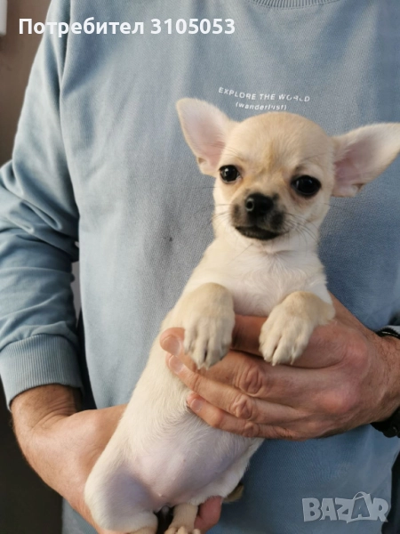 Чихуахуа , снимка 1