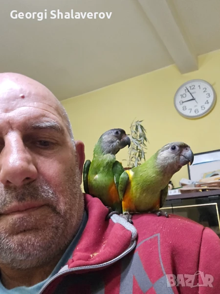 Продавам ръчно хранено бебе сенегалски папагал , снимка 1