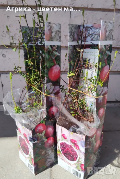 Червена боровинка - разсад от лицензиран разсадник , снимка 1