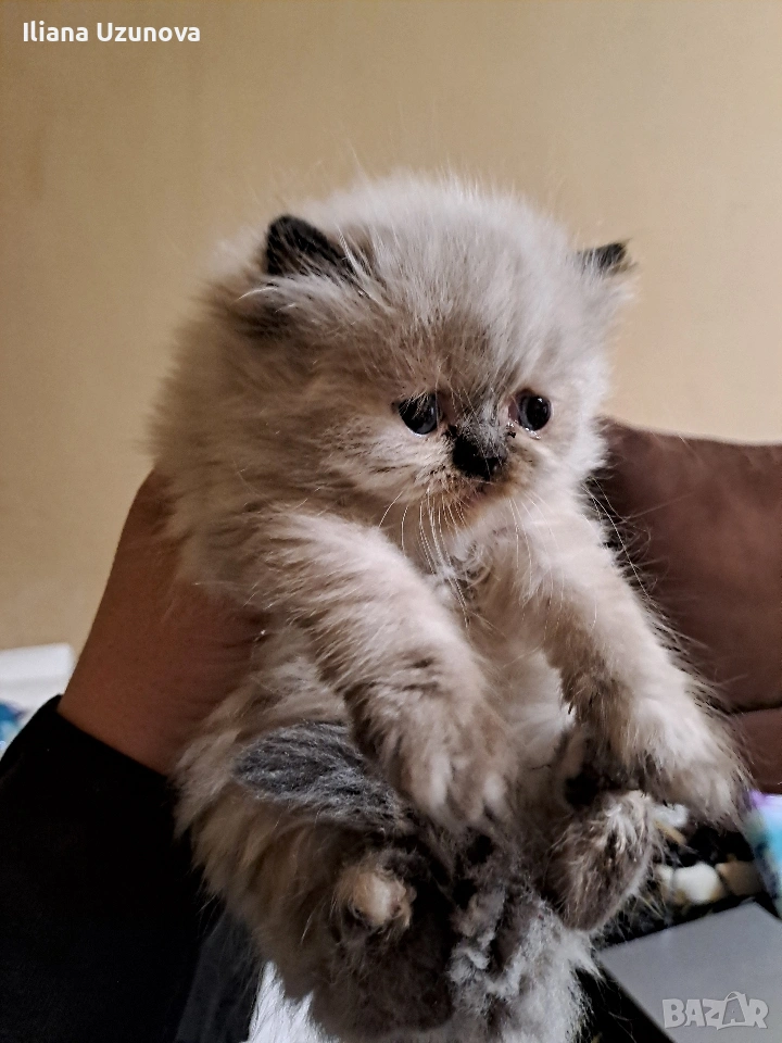 Уникални персийски котенца , снимка 1