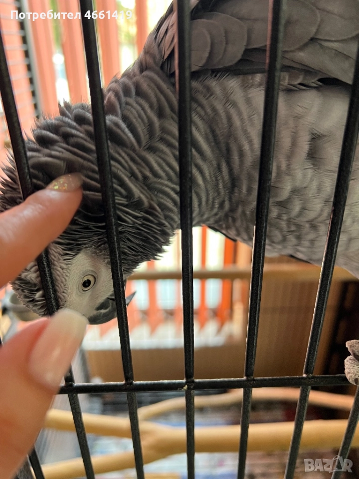 Кралско Жако , снимка 1