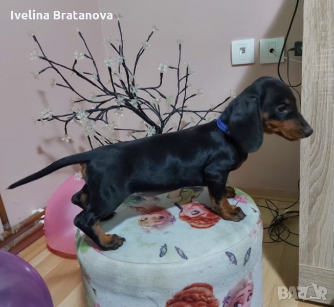 Стандартни Дакели, снимка 1