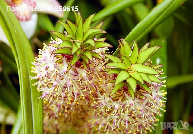 семена от екзотично растение От Южна Африка, снимка 1