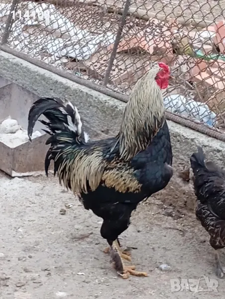 Дългопейци, снимка 1