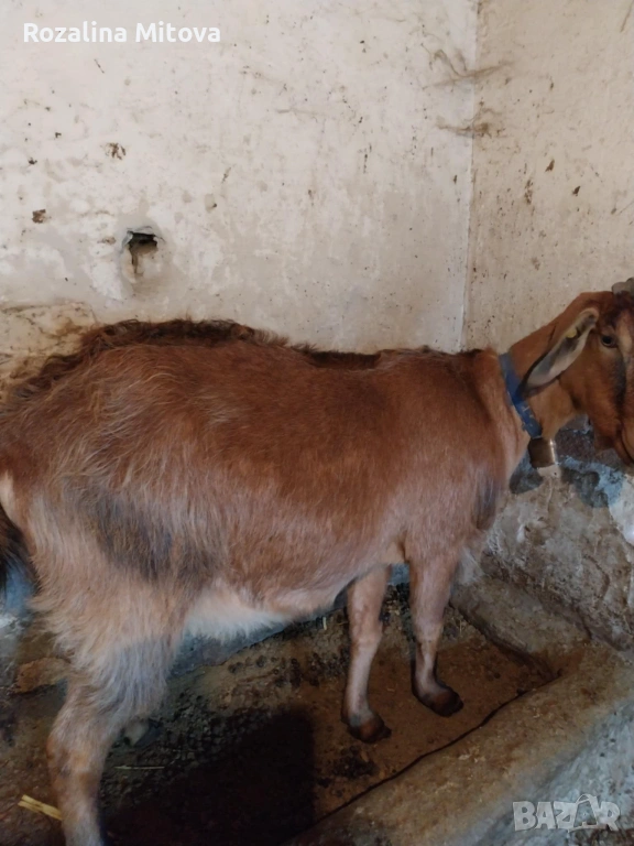 Kozi, снимка 1
