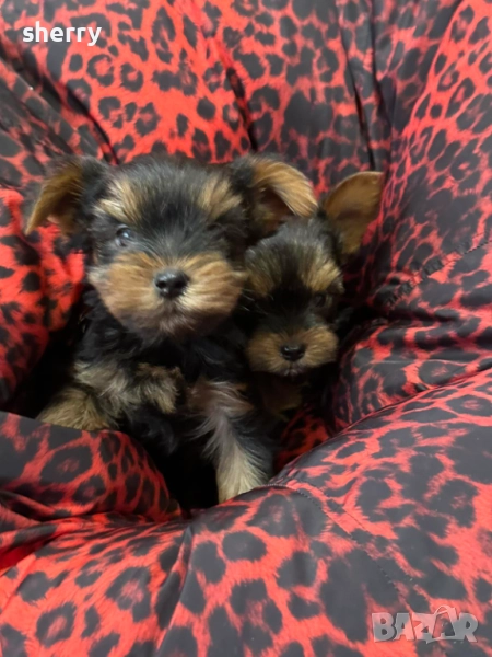 Мини йорки, снимка 1