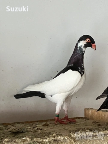 Гълъби - Датски летачи 