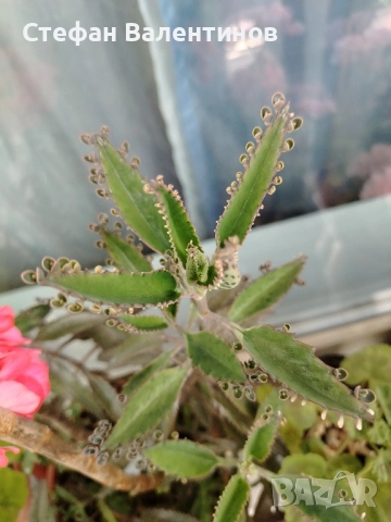 Каланхое Дегремонтиана 