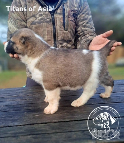 Кученца САО , АЛАБАЙ , Туркменски Вълкодав, снимка 6 - Алабай - 53120501