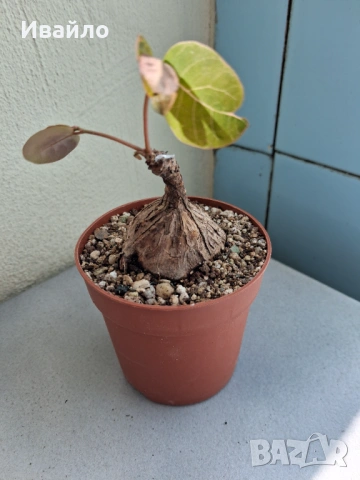 Сукуленти само за ценители, снимка 18 - Стайни растения - 35248161