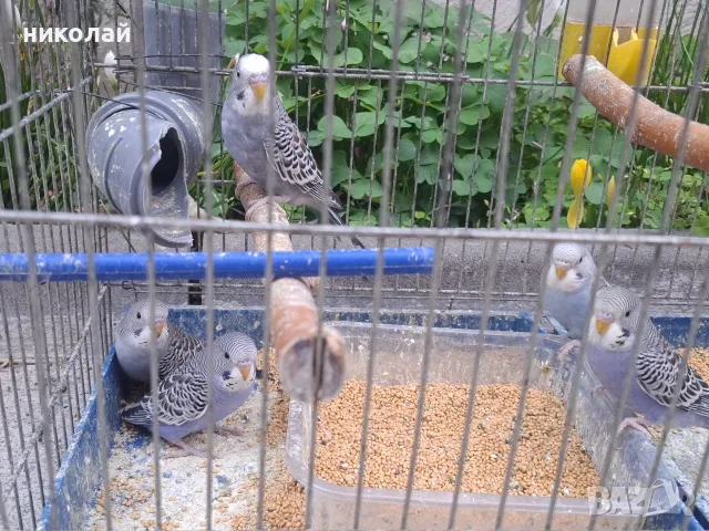 Продавам млади вълнисти папагали 