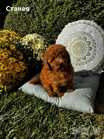 Мини пудел момче и момичета с генетични изследвания / Mini Poodles, снимка 8 - Пудели - 56439896