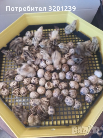 Продавам пъдпъдъци и пъдпъдъчи яйца., снимка 3 - други­ - 54045380