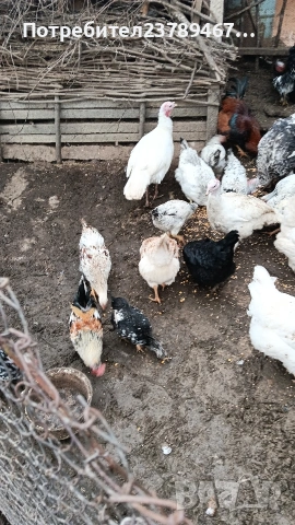 Продавам ,ярички,петли пуики, снимка 4 - Кокошки и пуйки - 53274326