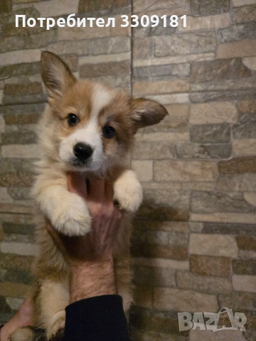 Уелско Корги Пембруг , снимка 2 - Други - 54208057