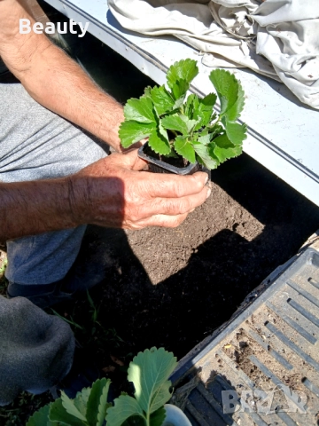 Ягоди разсад, снимка 4 - Разсади - 52756408