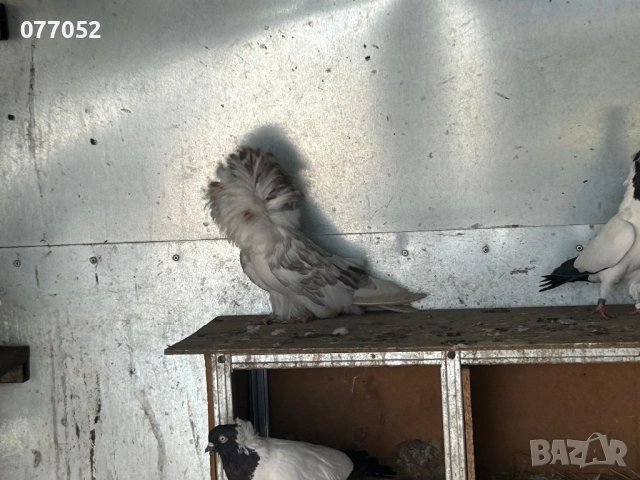 Гълъби Якалии, снимка 3 - Гълъби - 52022393