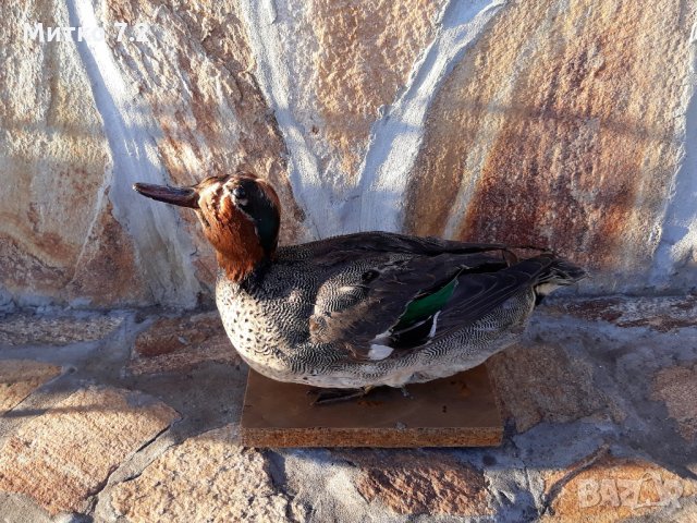 препарирана патица, снимка 5 - Декорация за дома - 30949317