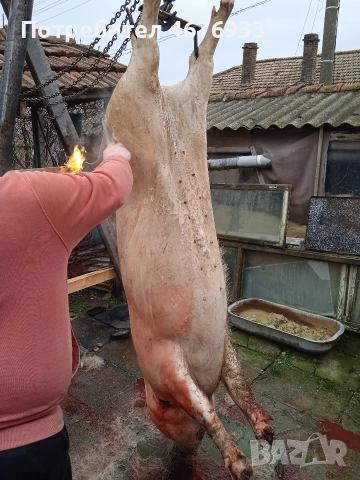 прясна сланина прасето е щавено пърлено два пъти както му е реда., снимка 7 - Прасета - 52776591
