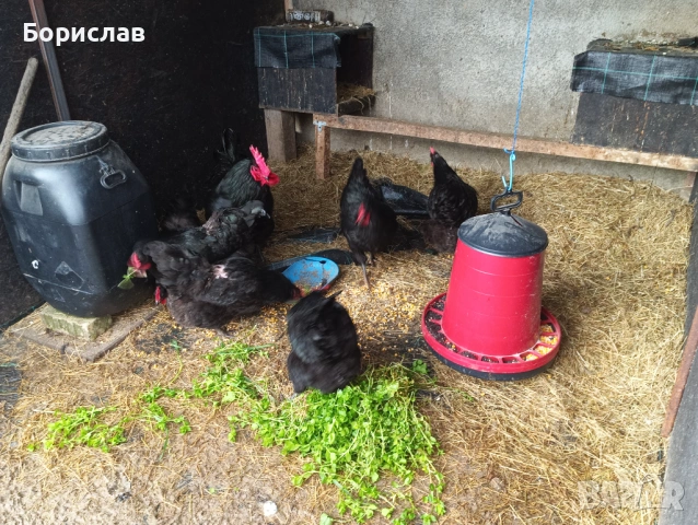 Яйца за люпене, снимка 3 - Кокошки и пуйки - 53962124
