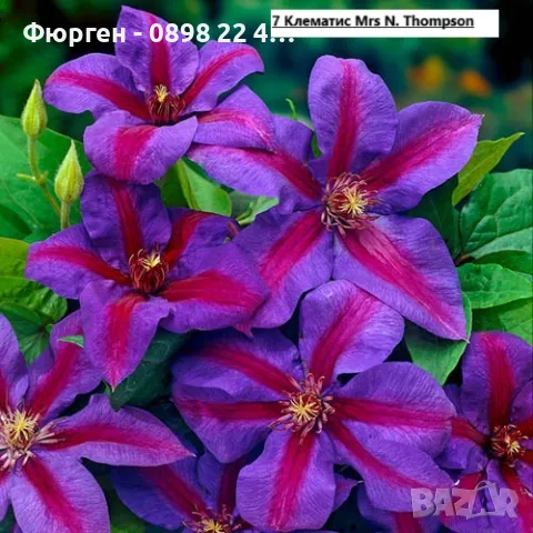 Клематис налични 28 вида, снимка 7 - Разсади - 48740865