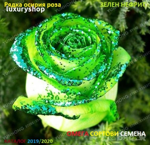 Рядък сорт семена на зелена, роза, " Нефрит " "Rare, Rose, Seeds, 25/, снимка 3 - Сортови семена и луковици - 29278323
