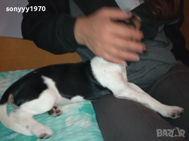 СЛАДКА КУКЛА ДЖАК РЪСЕЛ-0311250521, снимка 8 - Джак ръсел териер - 52269517