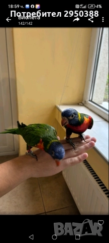 Папагали многоцветно лори млади, снимка 4 - Папагали - 52434280