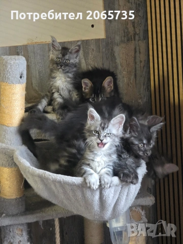 Елитни Мейн Куун котенца с родословие от родители шампиони, снимка 5 - Други - 54085977