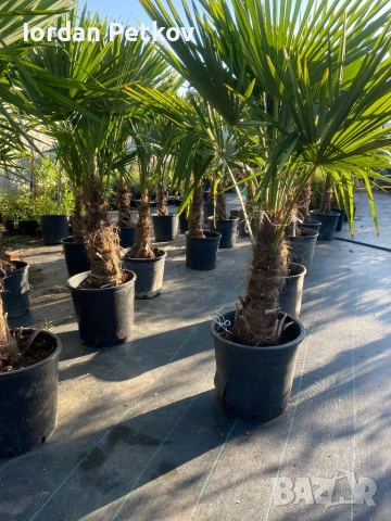 Палми трахикарпус издържат до -22, снимка 2 - Градински цветя и растения - 50599145