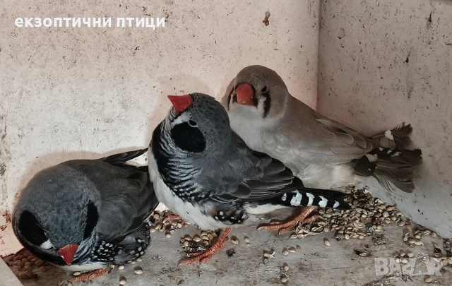 Джъмбо Амадини - Продавам, снимка 4 - Амадини - 52865990