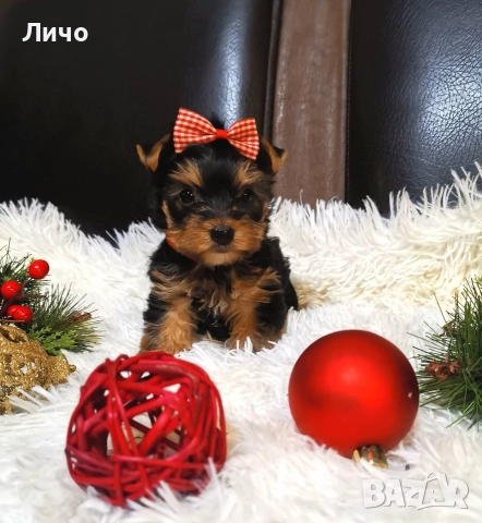 продавам мини йорки , снимка 3 - Йоркширски териер - 52910730