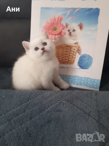 КОТЕНЦЕ КАТО  ОТ РЕКЛАМА, снимка 5 - Британска късокосместа - 56551029