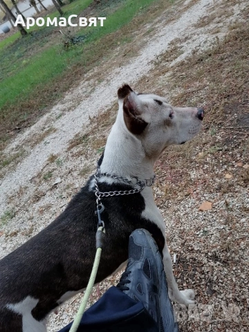 Подарява се , снимка 6 - Други - 54044879