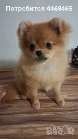 Немски шпиц-померан (Kennel little pom paws), снимка 1