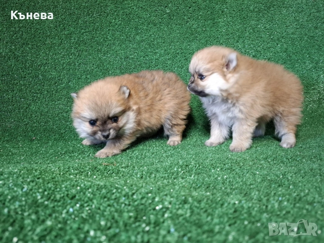  Померан, снимка 2 - Померан - 52935557