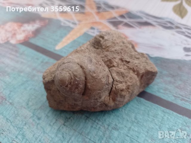 вкаменелост от остров Лансароте, снимка 2 - Колекции - 40773739