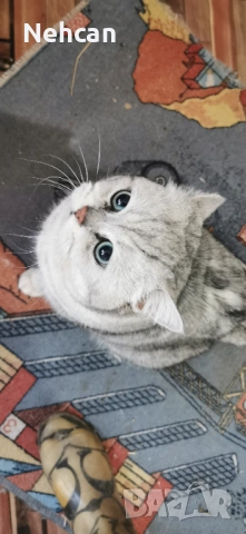 Сребърен британец за разплод