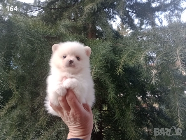 Бели мъжки и женски Померани.  Реални снимки от 02.01.26 г. , снимка 2 - Померан - 52932932